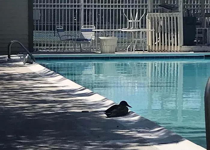 Indoor Outdoor Pools, Balcony And Fenced Yard, Walk To